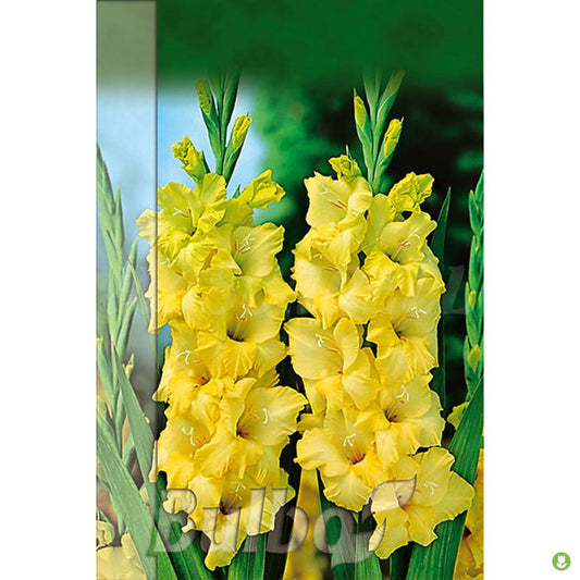Bulbo Gladiolo Novalux Amarillo_0