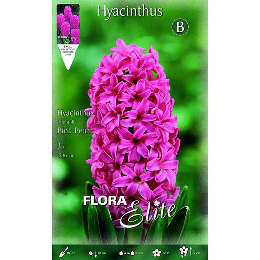 Bulbos Jacinto rosa fuerte 3 uds