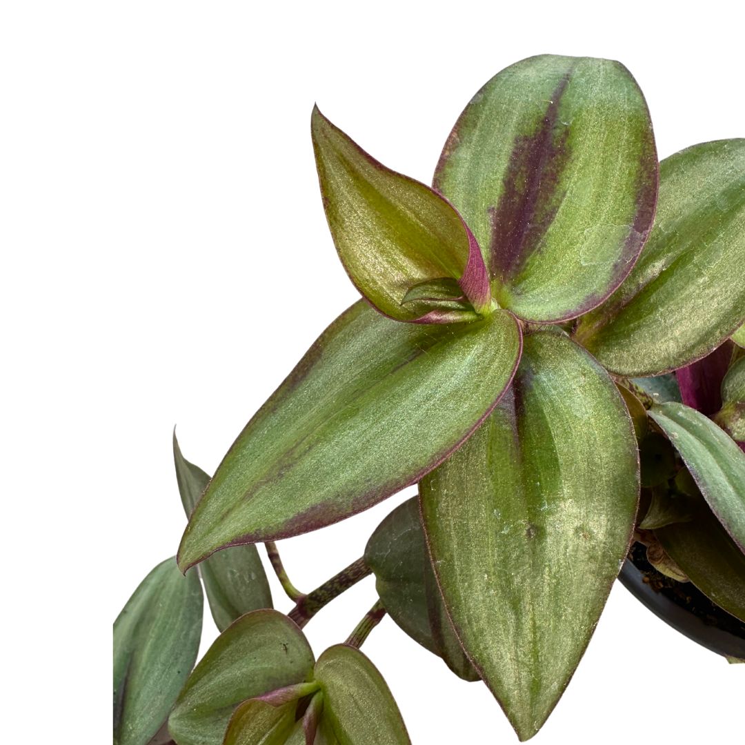 Tradescantia Planta De Amor De Hombre Maceta 11cm_1