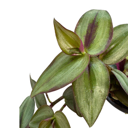 Tradescantia Planta De Amor De Hombre Maceta 11cm_1