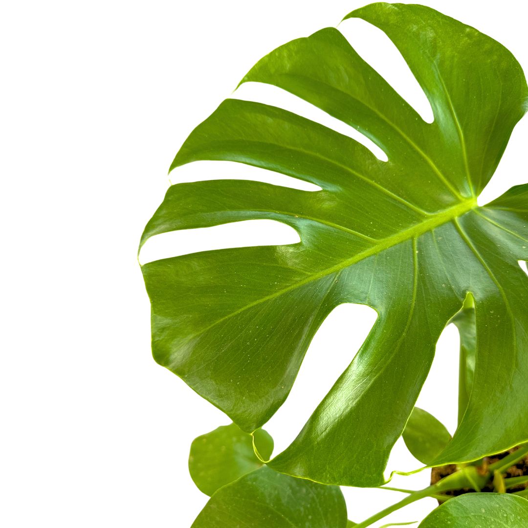 Monstera Deliciosa O Costilla De Adán En Tutor 0,80m M20_1