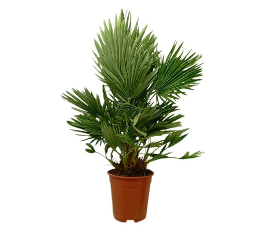 Chamaerops Humilis Vulcano M21_0