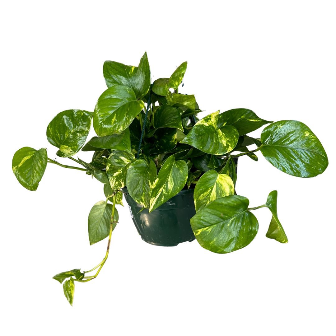Pothos Colgante Planta De Interior Muy Resistente (epipremnum Aureum) Maceta De 23cm_0