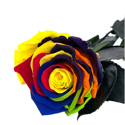 Mundo Eterno Rosa Preservada Multicolor 55cm_0