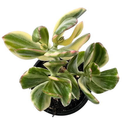 Crassula Ovata ‘lemon And Lime’; Planta Suculenta Variegada; Curiosarium; Maceta 10,5 Cm_0