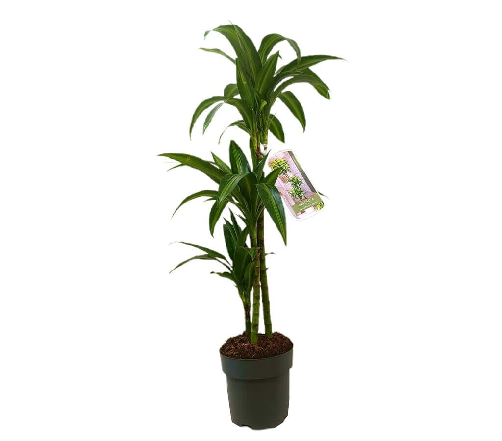 Dracena Hawaian Sunshine 3 Tallos M20 100-120cm_0