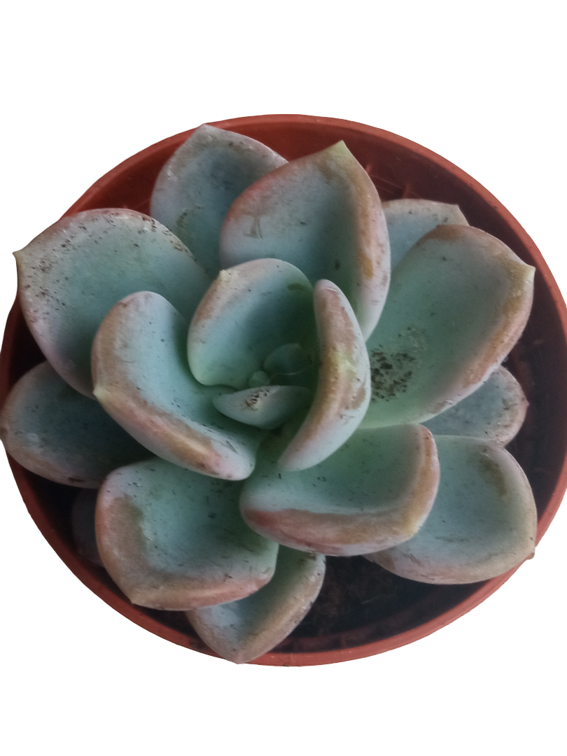 Echeveria Orpet Planta Suculenta Plantas De Sol_0