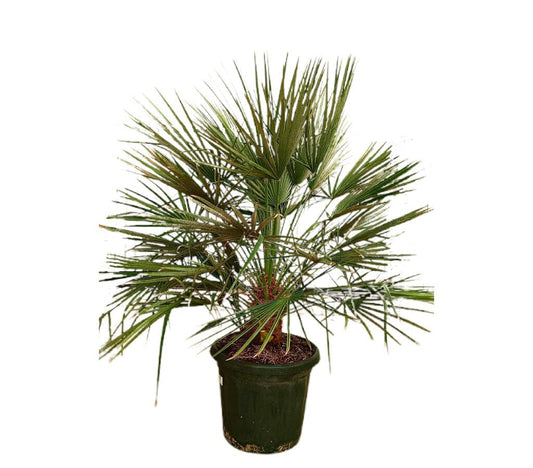 Chamaerops Humilis M35 100-120cm_0
