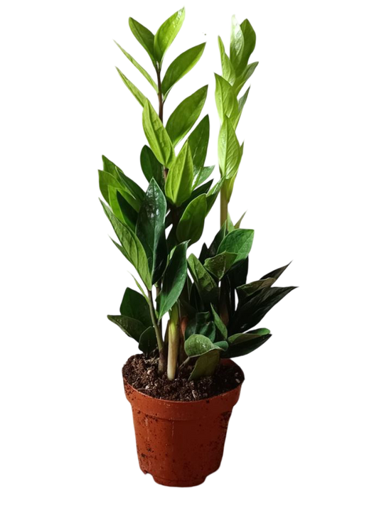 Zamioculcas Planta De Interior Muy Resistente Necesita Poca Luz_0
