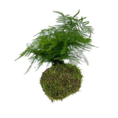 Kokedama Asparragus Colgante_4