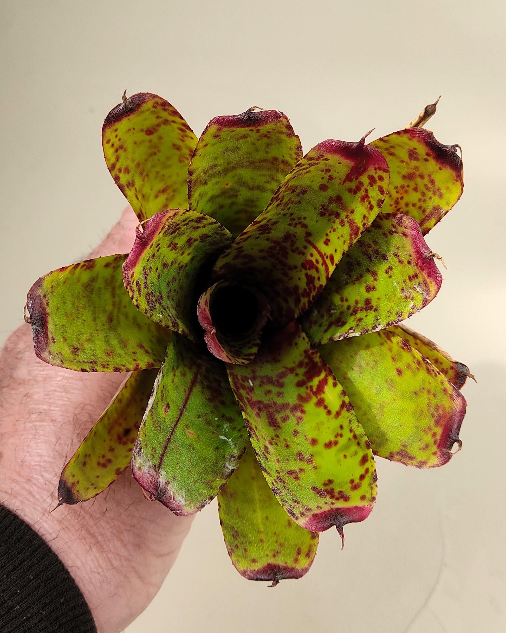 Neoregelia 'Guinea'; bromelia moteada; Curiosarium; altura 12 cm, diámetro 12 cm, sin sustrato_1