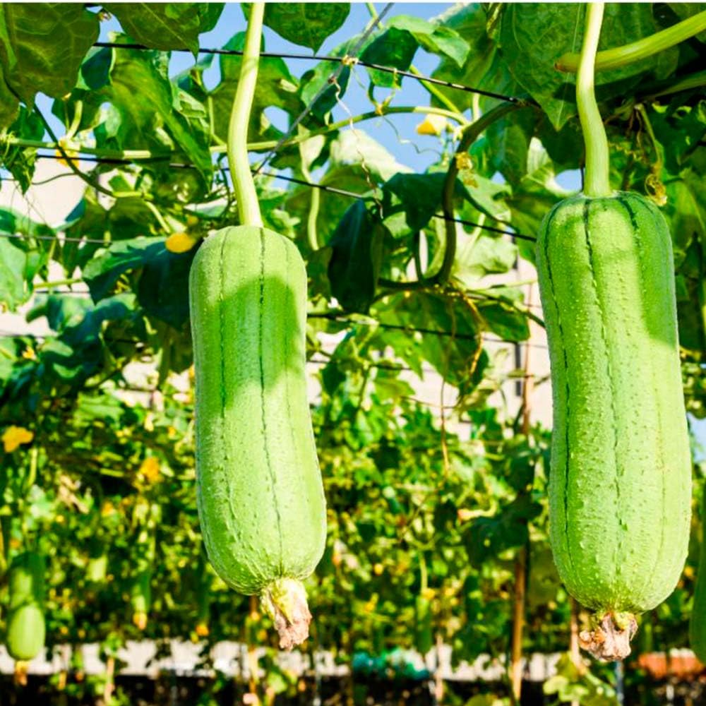 Esponja Natural Vegetal De Lufa Cuadrada. Limpieza Y Exfoliación. Activa La Circulación. Cultivada Y Hecha En Galicia_5