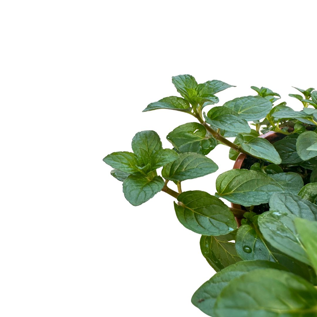 Menta Planta Aromática Y Medicinal (mentha Spp.)_1