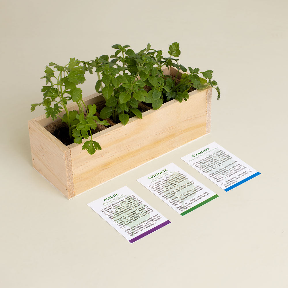 Kit Autocultivo Gourmet Perejil, Albahaca y Cilantro | Hierbas Frescas para Cocina - Resetea_2