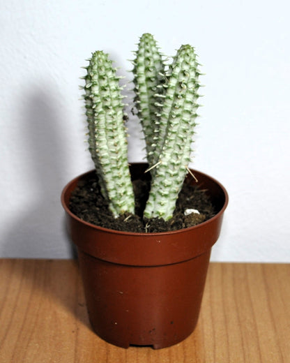 Euphorbia Mammillaris 'variegata' (mazorca De Maíz Variegada); Euforbia Suculenta; Curiosarium; Diámetro Maceta 10,5 Cm_1