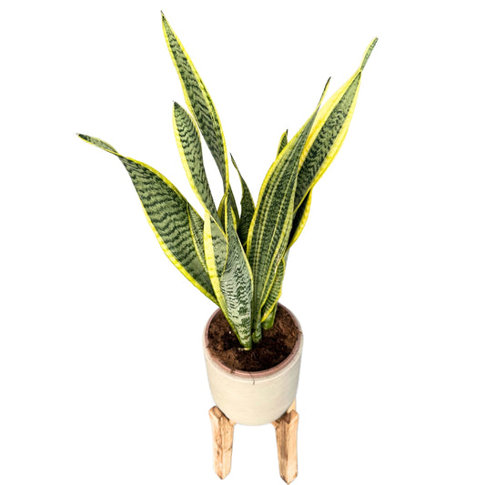 Sansevieria Laurentii: Estilo Y Frescura Con La Lengua De Suegra M17_0