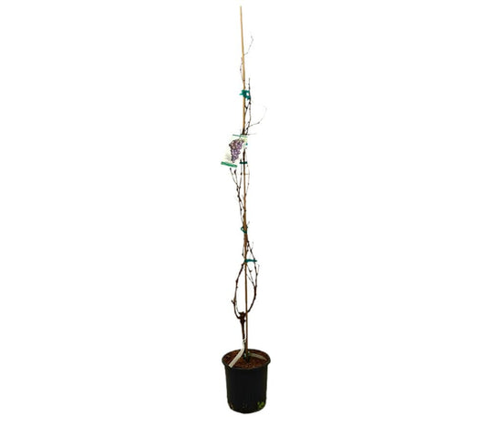 Parra Autum Royal Negra M20 140-160cm_0