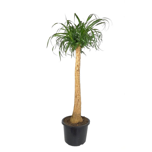Beaucarnea Recurvata M32 140cm (pata De Elefante)_0