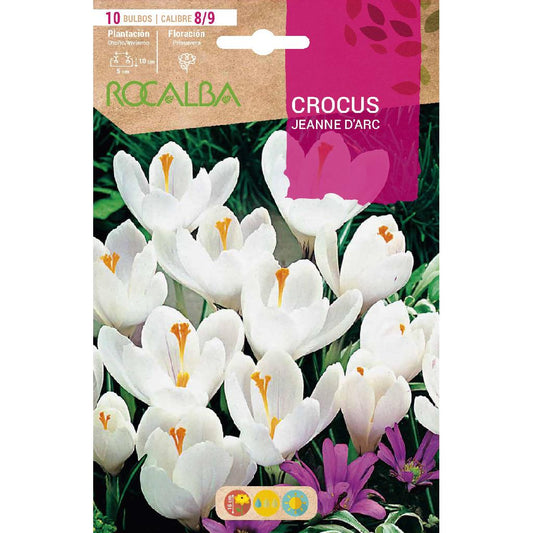 Bulbo Crocus Jeanne D'Arc blanco y lila 10 uds Rocalba