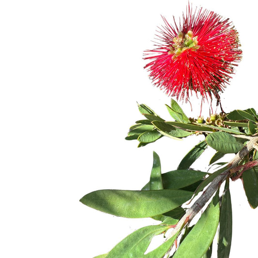 Callistemo Planta Ornamental Nativa De Australia (callistemon Spp.) Maceta 20cm_0