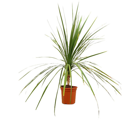 Cordyline Indivisa M24 130cm_0