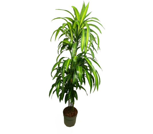 Dracena Hawaian Sunshine 3 Troncos 90-60-30 M22 120cm_0