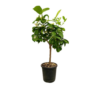 Limonero Medica M21 80-100cm_0