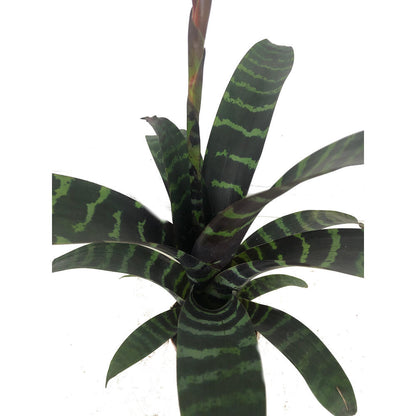 Vriesea Era M9_1