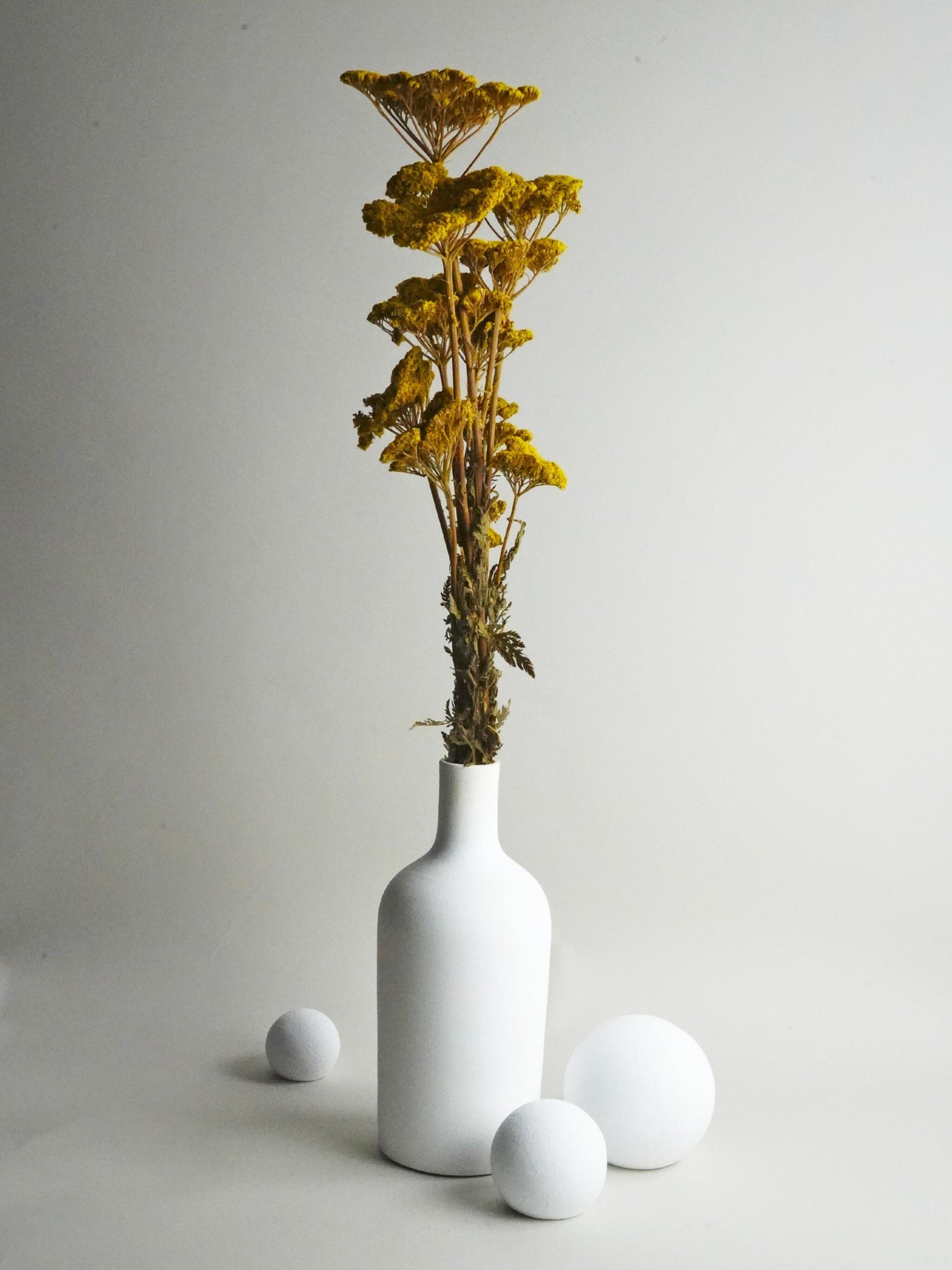 Achillea Seca_0