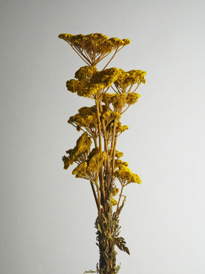 Achillea Seca_1