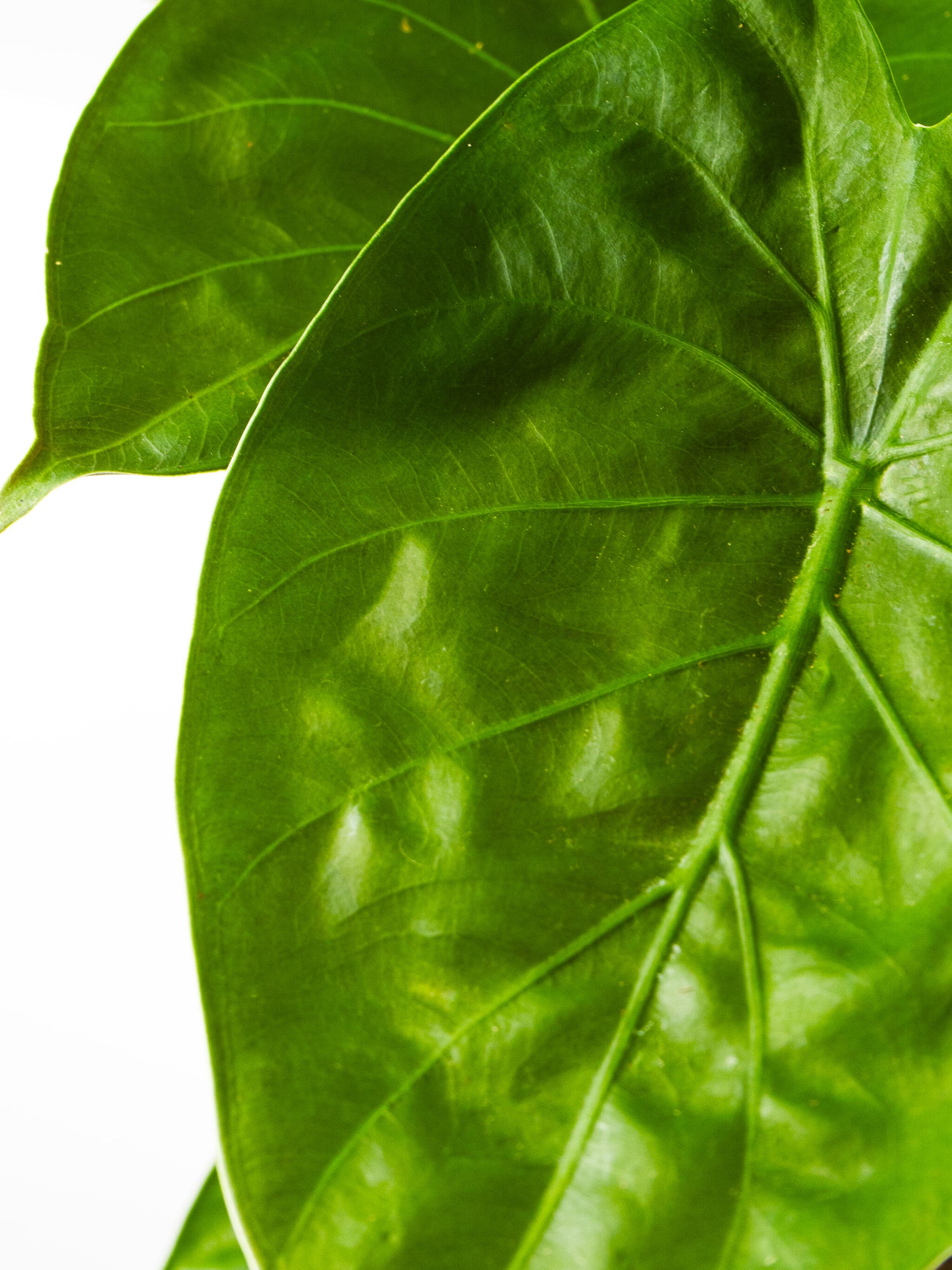 Alocasia Wentii_2