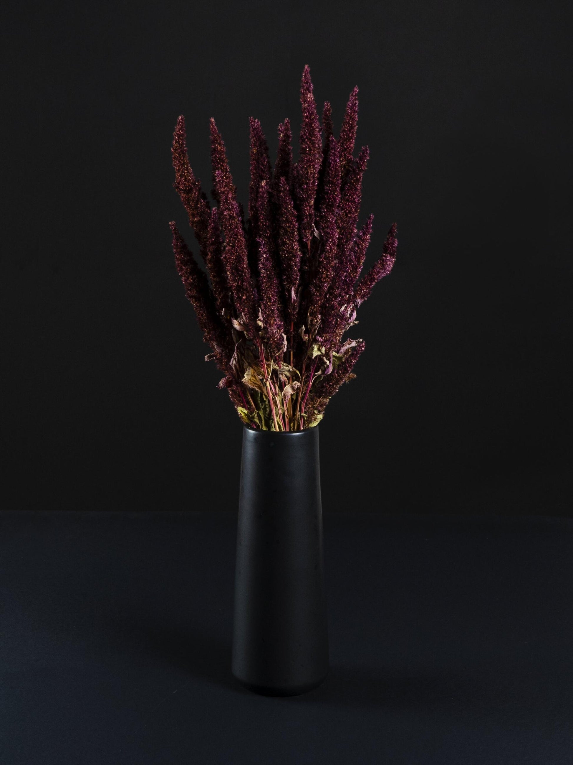 Amaranthus Preservada_1
