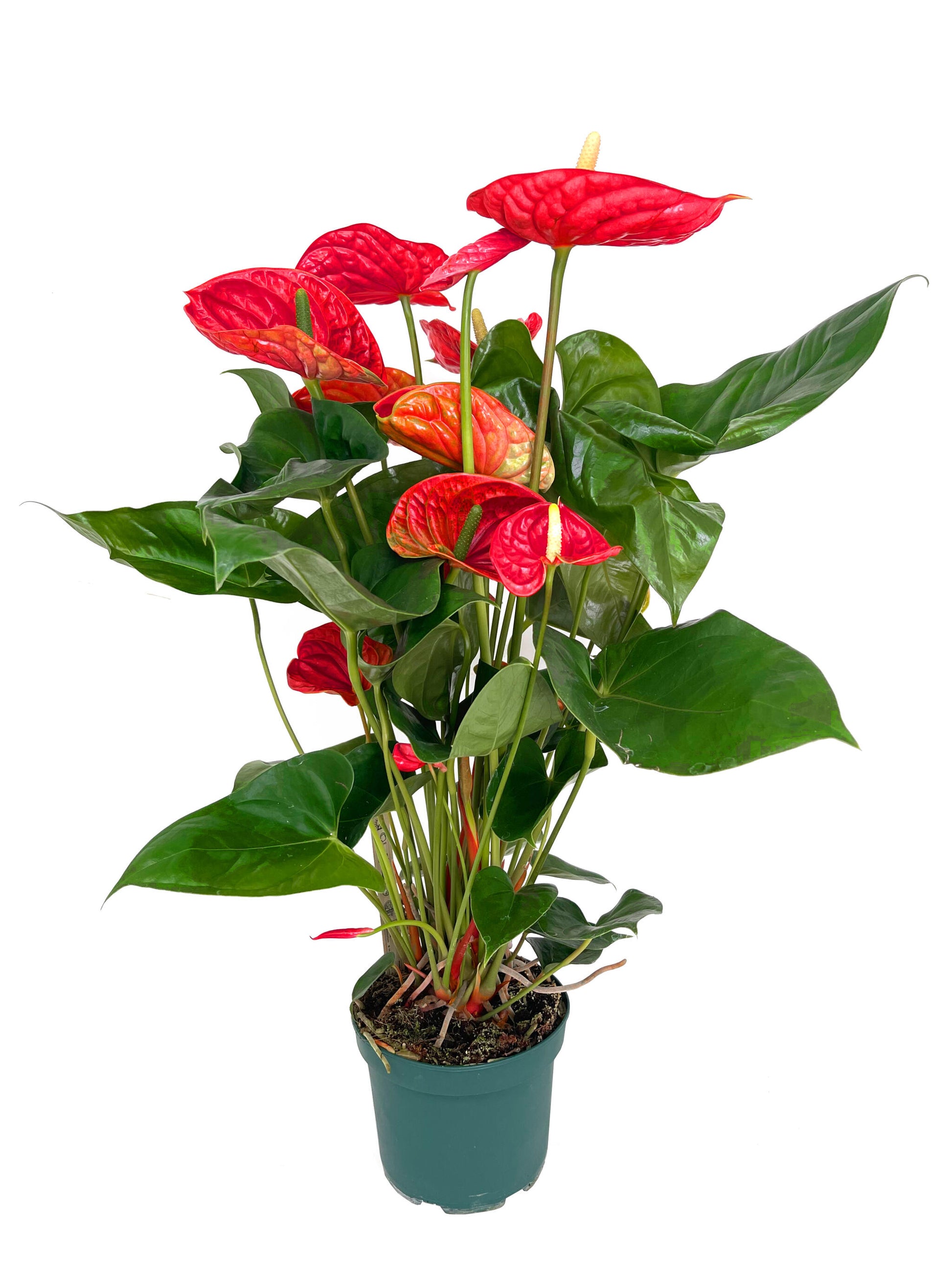 Anthurium Andreanum Madural M17_0