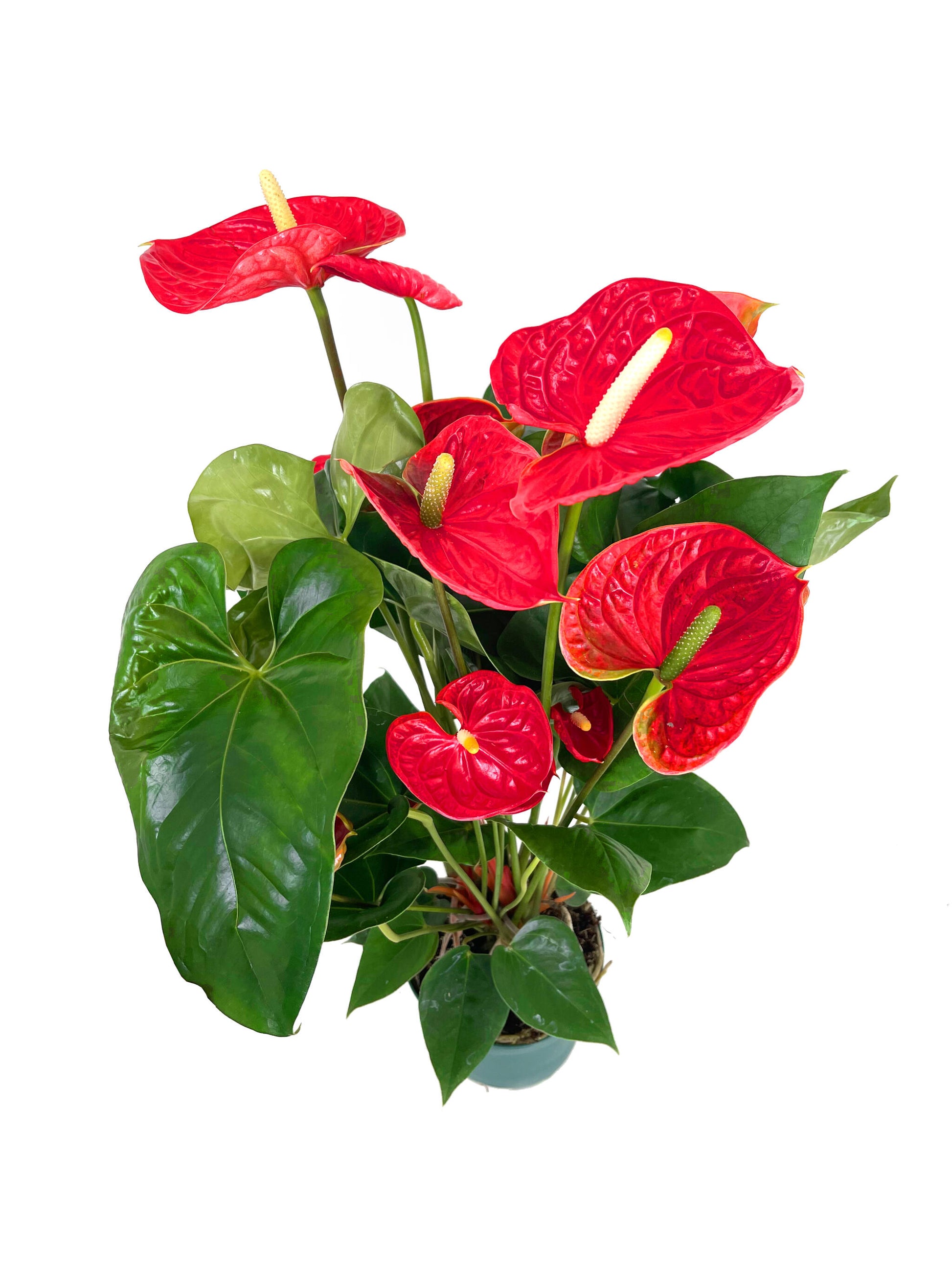 Anthurium Andreanum Madural M17_1