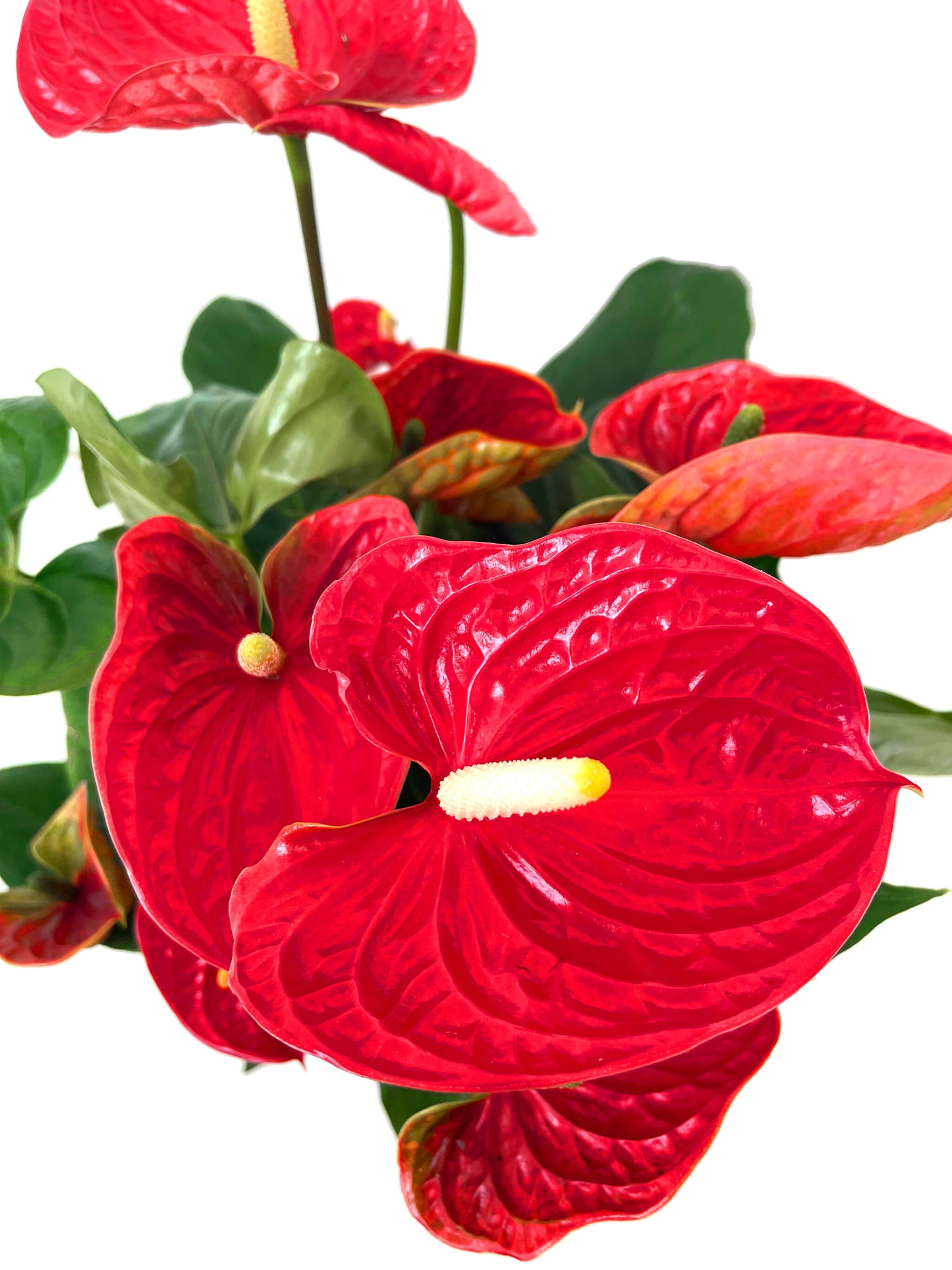 Anthurium Andreanum Madural M17_2