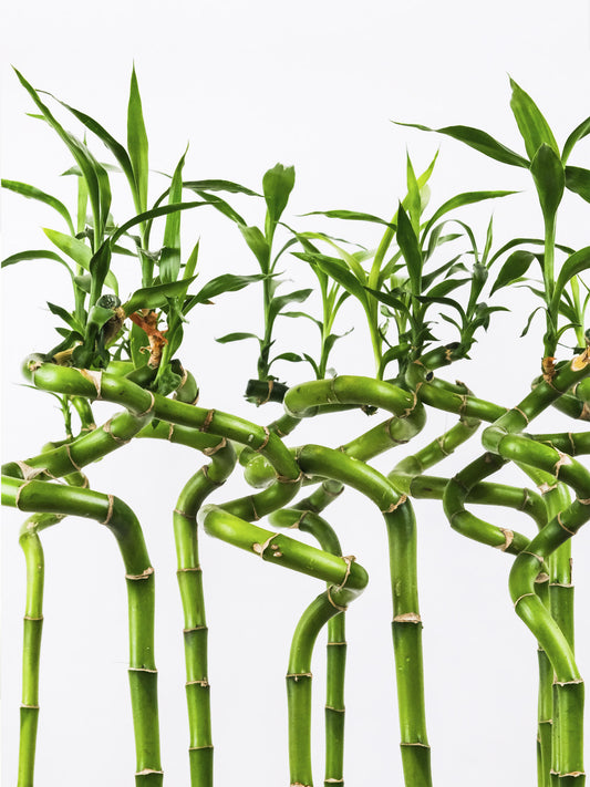 Bamboo Lucky Espiral | Altura 60cm 6 Unidades_0