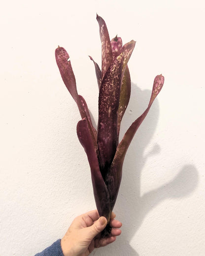 Billbergia 'hallelujah'; bromelia morada, apta para terrarios grandes; Curiosarium; altura 25-45 cm, diámetro 10-20 cm_0