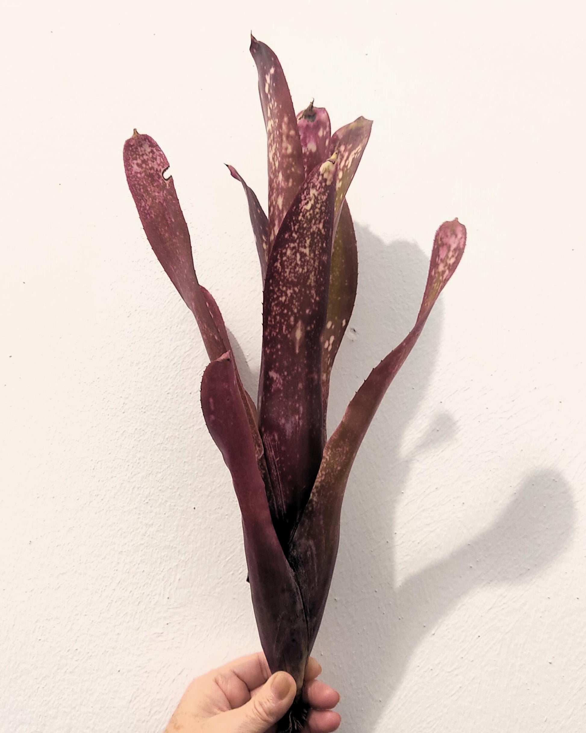 Billbergia 'hallelujah'; bromelia morada, apta para terrarios grandes; Curiosarium; altura 25-45 cm, diámetro 10-20 cm_1