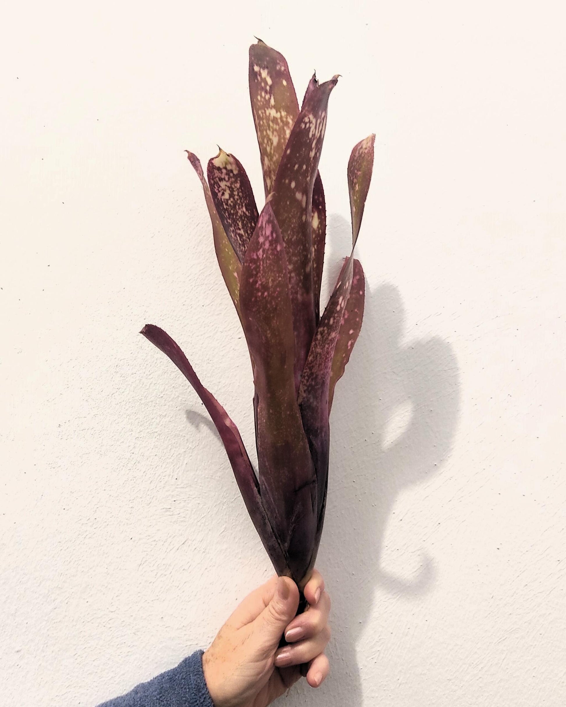 Billbergia 'hallelujah'; bromelia morada, apta para terrarios grandes; Curiosarium; altura 25-45 cm, diámetro 10-20 cm_2