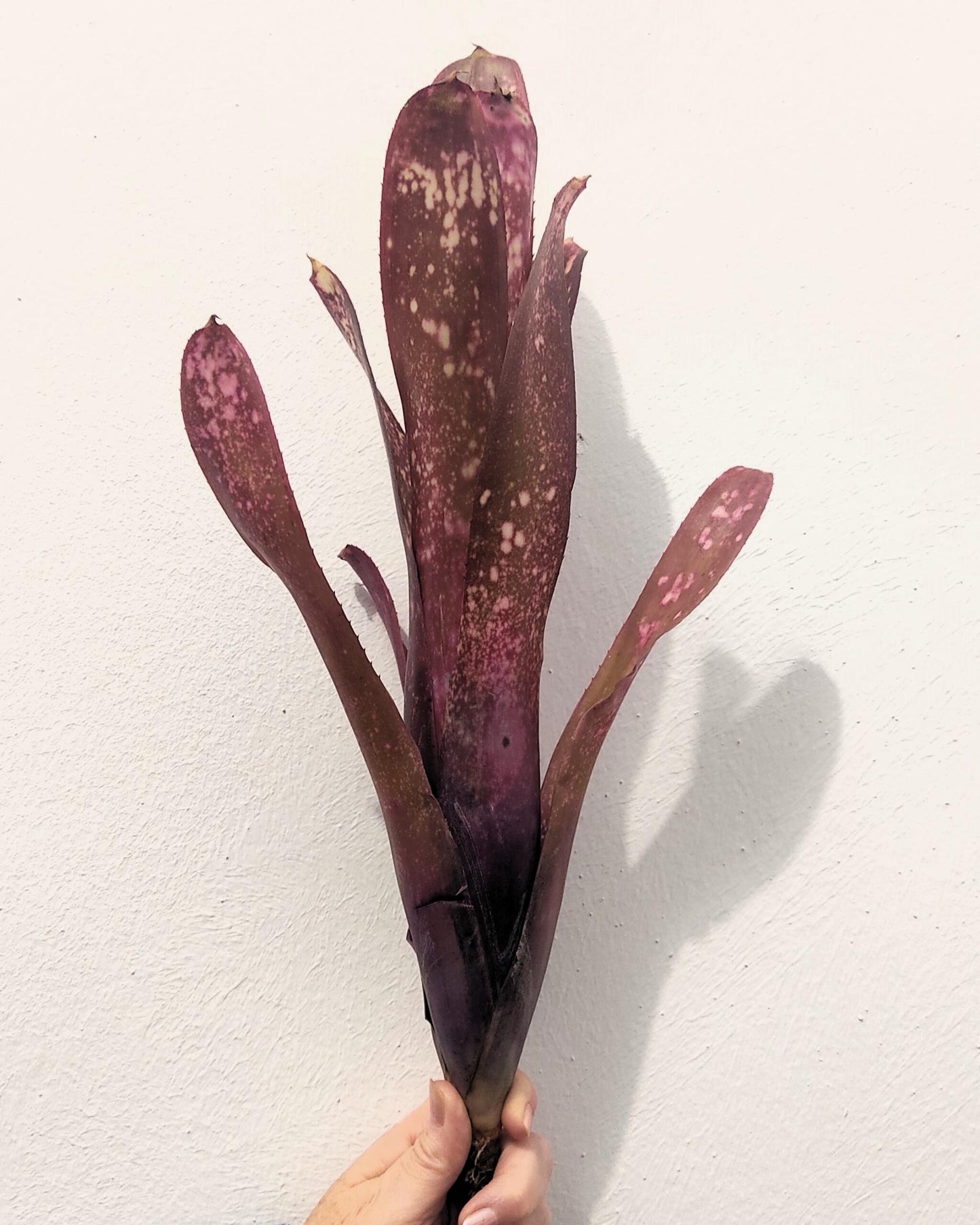 Billbergia 'hallelujah'; bromelia morada, apta para terrarios grandes; Curiosarium; altura 25-45 cm, diámetro 10-20 cm_3