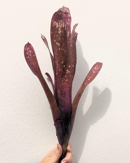 Billbergia 'hallelujah'; bromelia morada, apta para terrarios grandes; Curiosarium; altura 25-45 cm, diámetro 10-20 cm_3