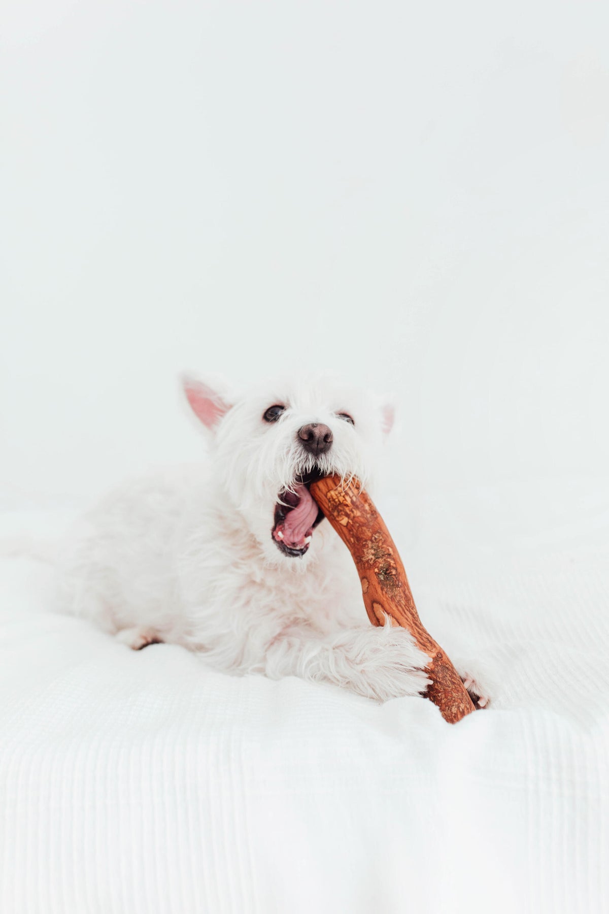 Bimorbox Cachorros Pequeños – Pack Ahorro Con Juguete, Mordedor De Olivo Y Snacks Sin Aditivos_2