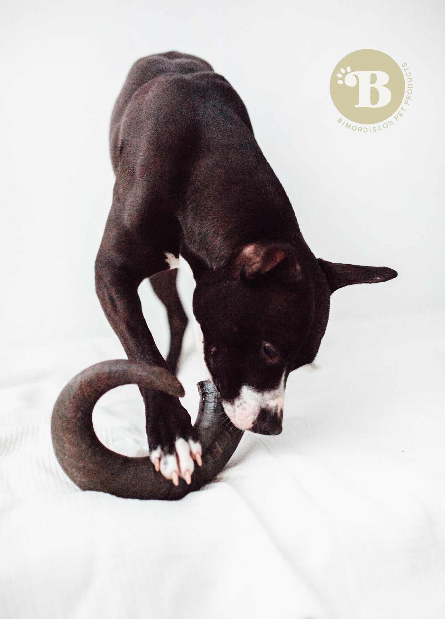 Bimordiscos Cuerno De Búfalo Para Perros Pack. 2 X L_2