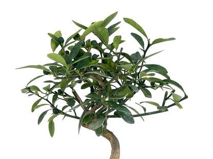 Bonsái Citrus Kinzu – Naranjo Enano 7 Años_4