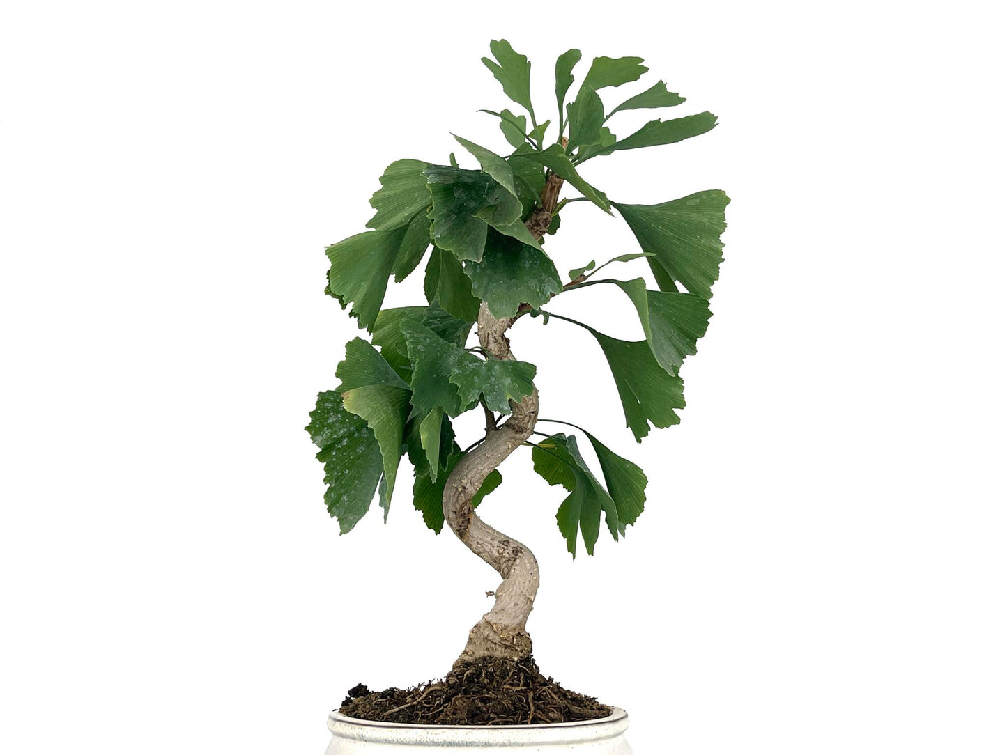 Bonsái Ginkgo Biloba 8 Años_2