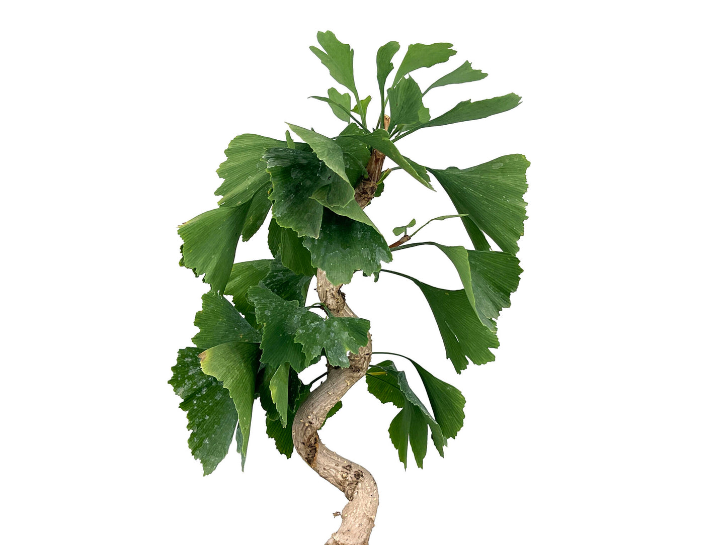 Bonsái Ginkgo Biloba 8 Años_4