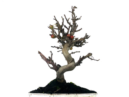 Bonsái Malus – Manzano 10 Años_5