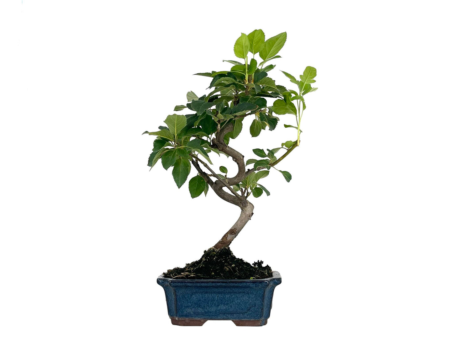Bonsái Malus – Manzano 7 Años_1