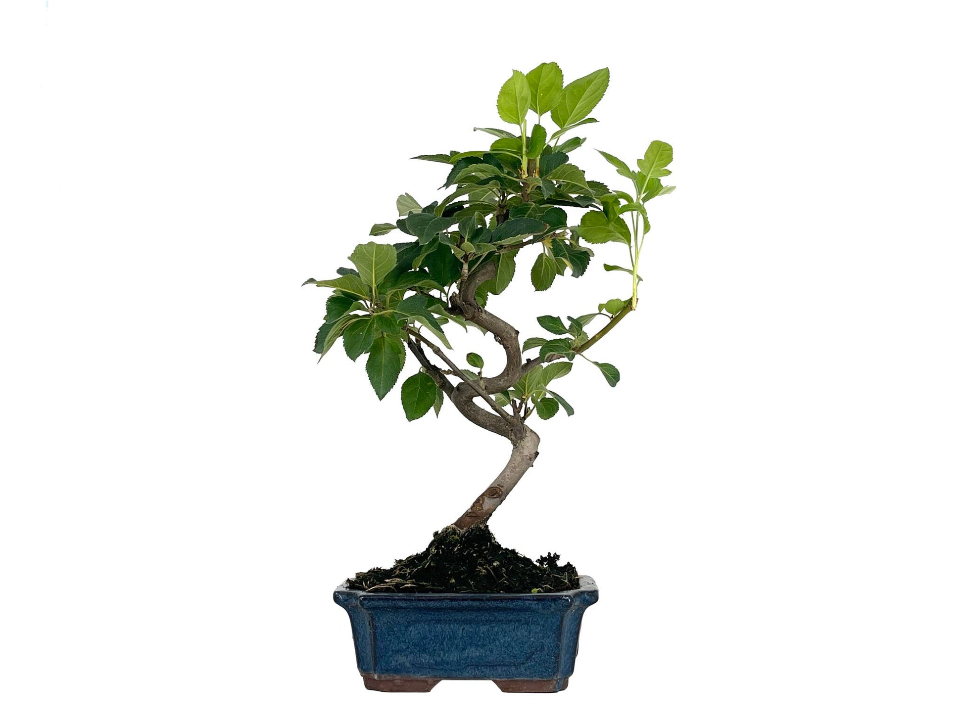 Bonsái Malus – Manzano 7 Años_1