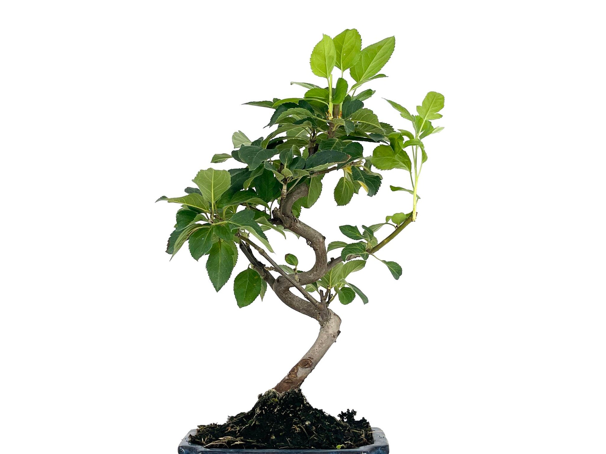 Bonsái Malus – Manzano 7 Años_2